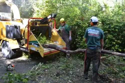 tree services Aurora